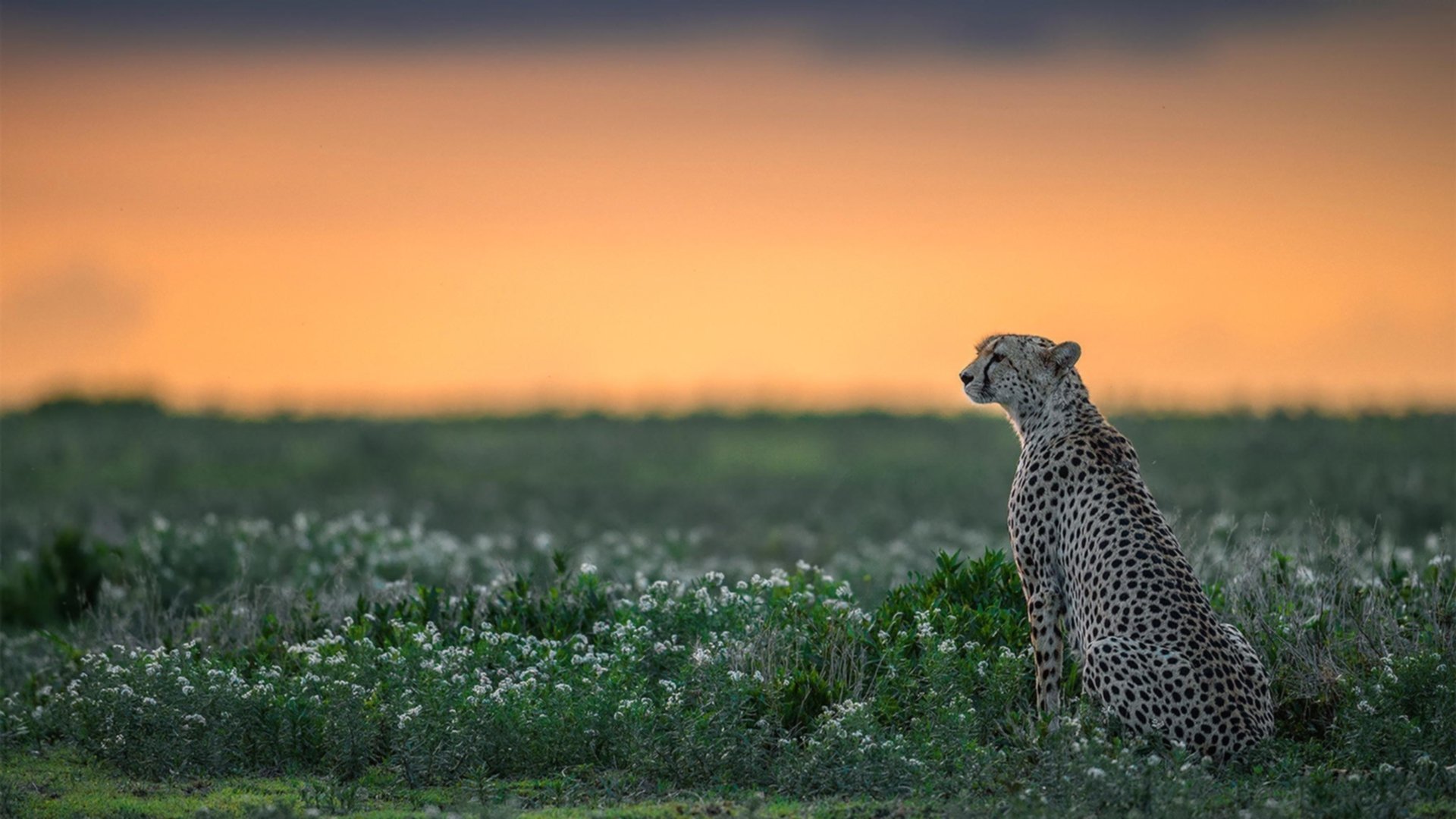 开云体育在线-乔治狂飙连续得分，新疆队惊险强行终结猛龙！