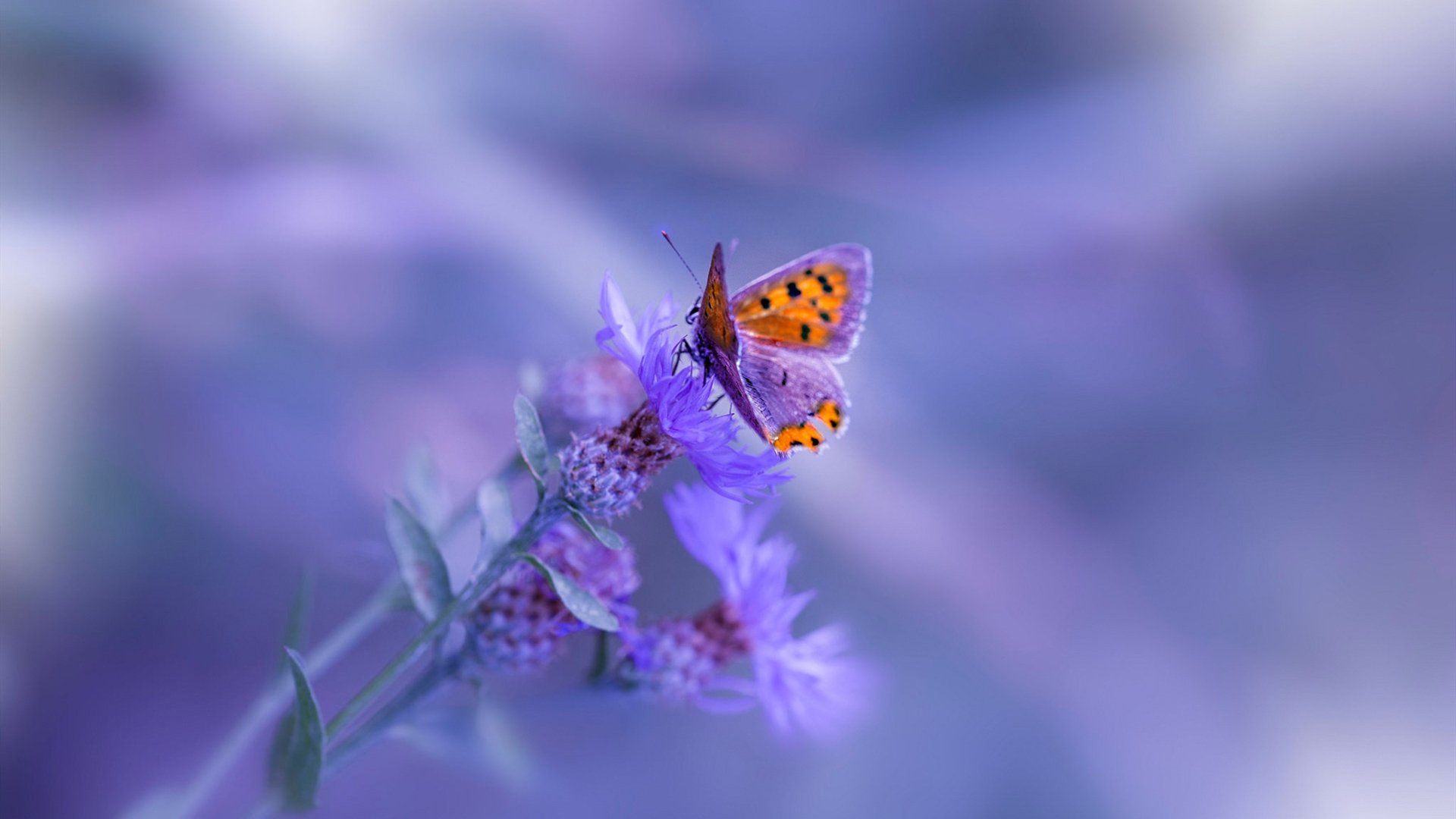 生死战逆袭！猛龙欧冠半决赛绝杀辽宁队，晋级之路惊心动魄