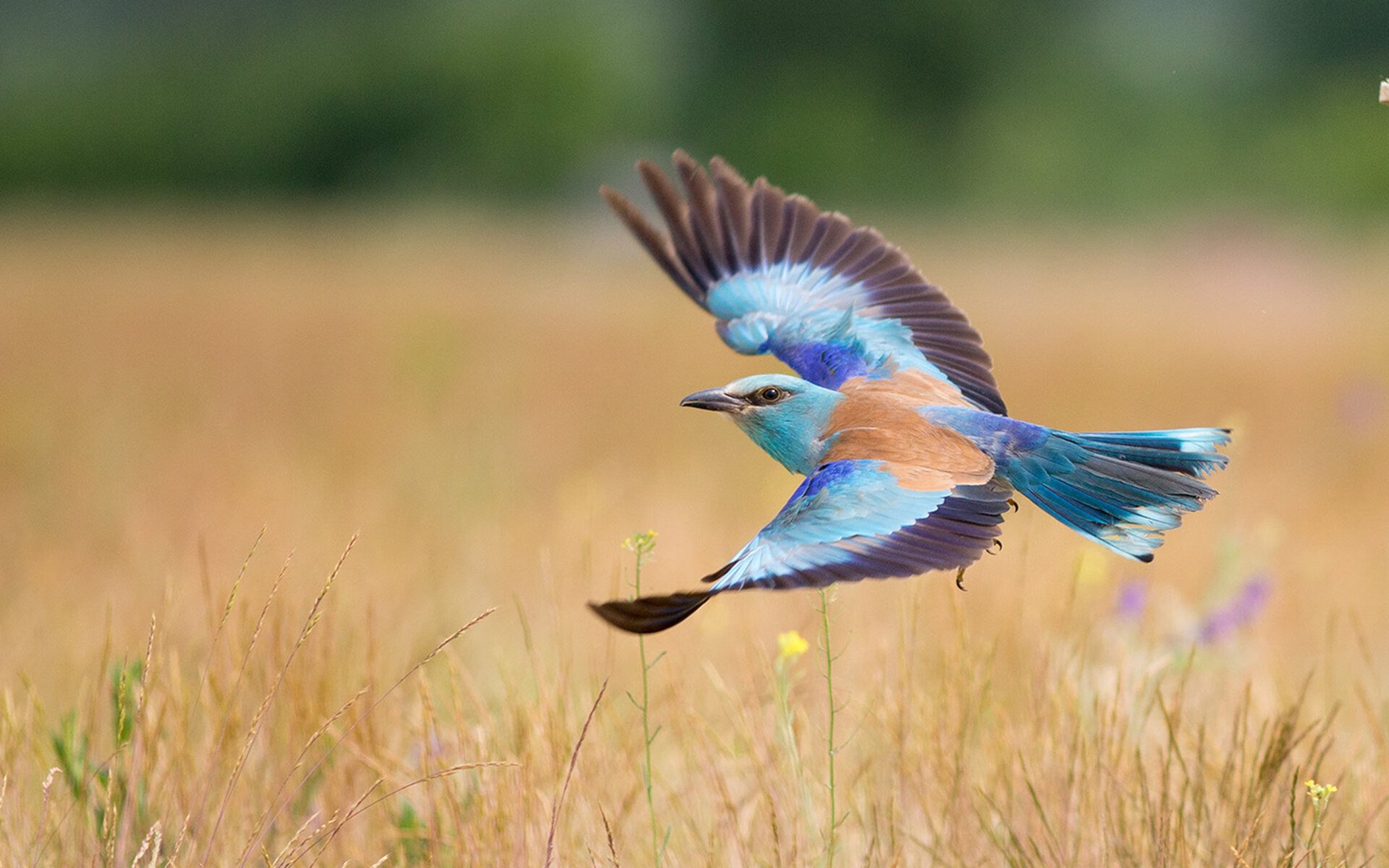 末节狂飙20分+致命抢断！伦纳德44分天神下凡，辽宁20分逆转公牛诠释冠军心脏